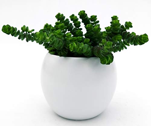 POWERS TO FLOWERS - CRASSULA HOTTENTOT, COLLANA DI GIADA IN VASO BIANCO SFERICO, pianta vera