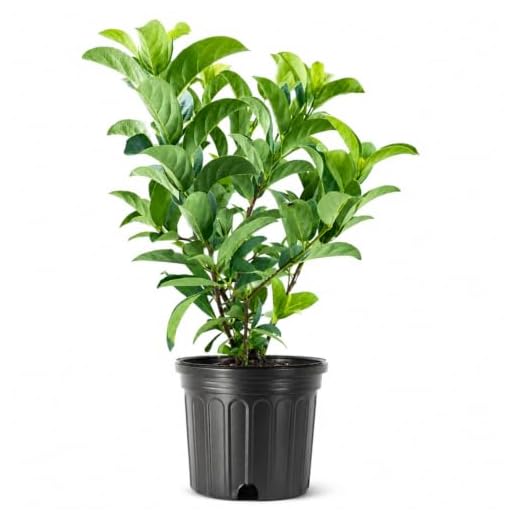 Sweet Viburnum Odoratissimum | 2 Live #1 Size Plants | Fast Growing Evergreen Privacy Screening Shrubs
