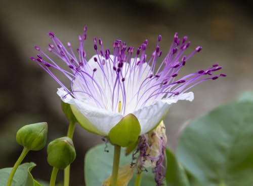 20 Caper Bush Edible Capers Flinders Rose Flower Capparis Spinosa