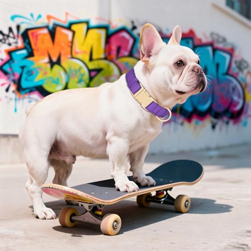 Collier chien violet M Didog rembourré imperméable - 4