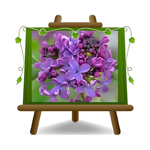 EURO PLANTS VIVAI Lilas Syringa Vulgaris Lilas Plante Ornementale - sur Vase de 18 cm - Hauteur 40-50 cm
