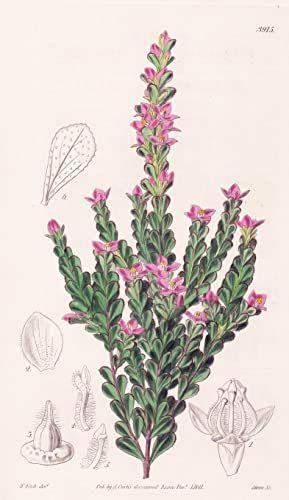 Boronia Crenulata. Crenulated Boronia. Tab. 3915 - Pflanze Planzen plant plants / flower flowers Blume Blumen / botanical Botanik botany / aus 