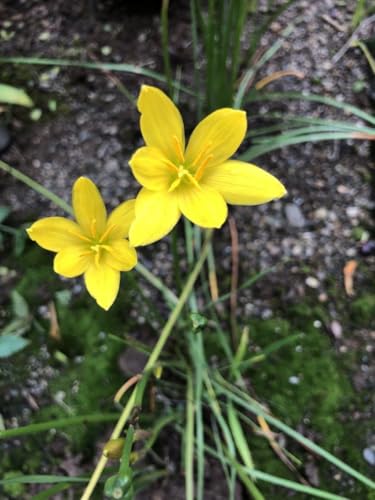 ゼフィランサス黄色の球根１０個のサムネイル