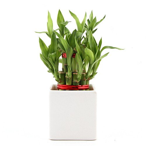 Futaba Lucky Bamboo Seeds - 50 seeds-picture-15