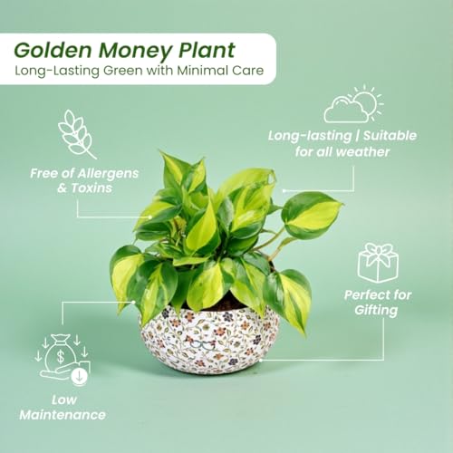 Image of Amulya Farms Indoor Plants for Home | Philodendron Brasil Live Plant in Premium Floral Print Metal Pot | Air Purifying Plants for home, Living Room and Office Decoration | Plants for Home