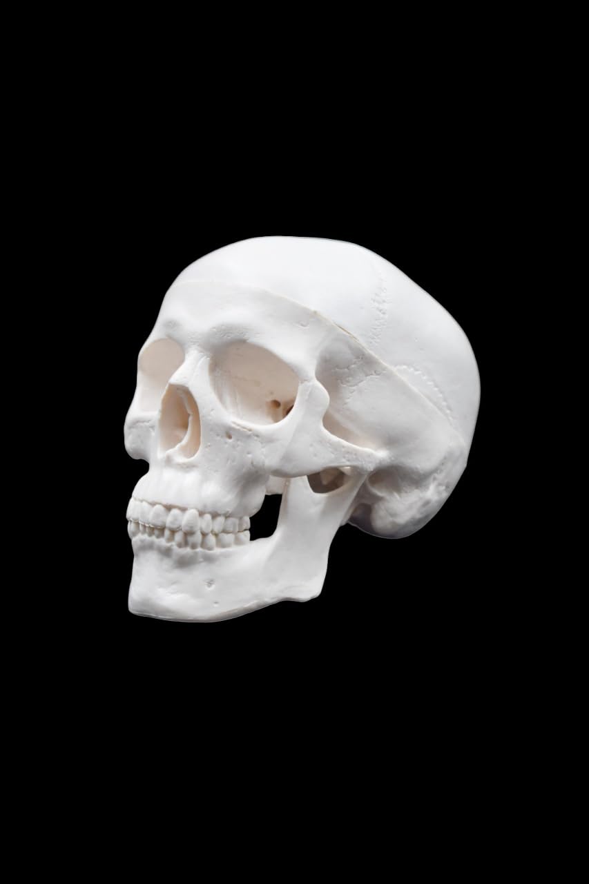 Lexbax Human Skull Model - Educational and Decorative | Anatomy, Medical, and Art Enthusiasts | Realistic Design" Export Quality (B0CDGJRLJN) Amazon Price History, Amazon Price Tracker