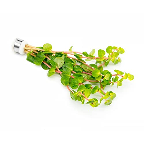 Substratesource Live Aquarium Stem Plants - Freshwater Aquatic Plant For Fish Tanks, Aquascaping - (Rotala Rotundifolia Orange Juice, 1 Bunch) #TOP4
