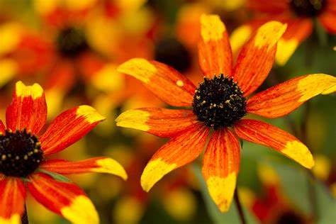 Rudbeckia triloba 'Prairie Glow' – Unique Bi-Color Coneflower with Fiery Red & Yellow Blooms, Pollinator-Friendly – by Park Farm Plants (6 x Plug Plants)