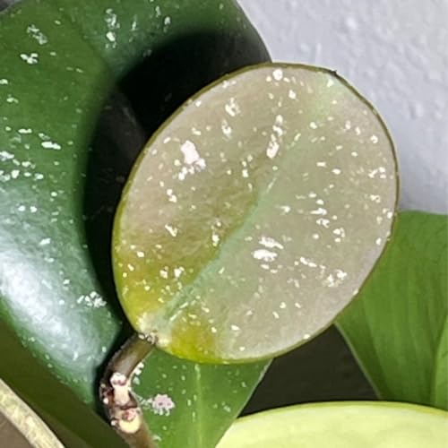 Episode 307 - How to Use a &ldquo;Watering Schedule&rdquo;