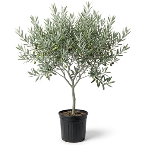 Live Olive Tree Olive Tree Live in Pot 2-3 Feet Tall Plant Outdoor Indoor Garden No Ship to CA