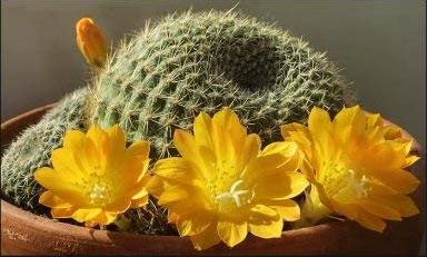 10 Semi di Rebutia Rubriflora FA120