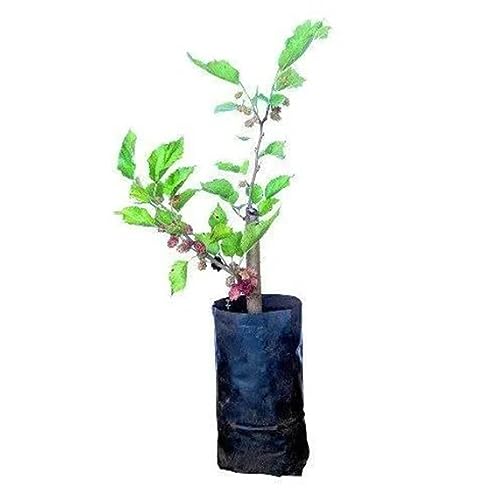 Muda de Amora Big Gigante Portuguesa Produzindo Para Vasos