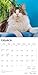 Maine Coon Cats | 2026 12 x 24 Inch (Hanging) Monthly Square Wall Calendar | Plastic-Free | BrownTrout | Animals Feline Kittens
