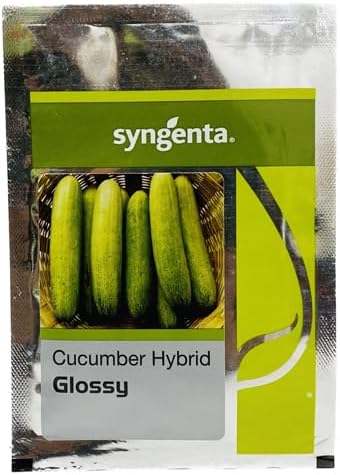 Cucumber seeds | Cucumber long Glossy Variety Seeds | Fungicide treated | Hybrid F1 Made in India |Farmers choice | Green house & Outdoor | UAE Climate | Sygenta | 10g