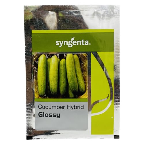 Cucumber seeds | Cucumber long Glossy Variety Seeds | Fungicide treated | Hybrid F1 Made in India |Farmers choice | Green house & Outdoor | UAE Climate | Sygenta | 10g