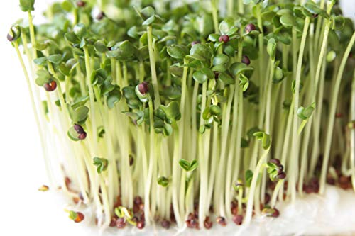 image for Nature Jims Sprouts Broccoli Sprout Seeds - Certified Organic for Indo