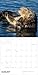 Wall Calendar 2026, Sea Otters: Photography, 12 Months, Large Grid Design Featuring 12 Artworks