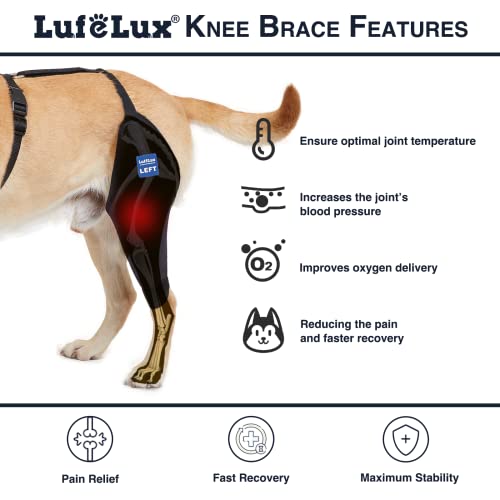 Image of Dog Knee Brace with Harness and Connection Belt, Lightweight and Stretchable, Support for Torn ACL Hind Leg, Luxating Patella, Reduces Arthritis Pain and Inflammation (X-Small)