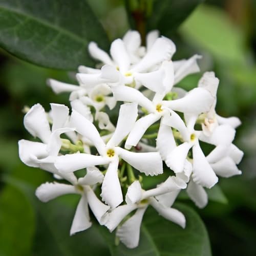 Tropical Fragrance Perennial