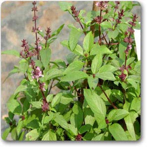Mphmi Nurseryplant Kapoor Tulsi, Ocimum sanctum, Holy basil - Plant (B09NMHMQMJ) Amazon Price History, Amazon Price Tracker