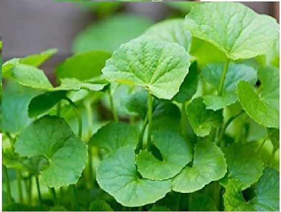 GreenCaart Live Thaanakuni Pata/Thankuni/Thalkudi/Centella Asiatica/Indian Pennyworth/Asiatic Leaf Herb/Gotu Kola Healthy Hybrid Medicinal Plant (B0CVHJGF4S) Amazon Price History, Amazon Price Tracker