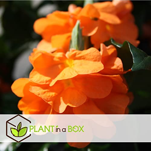 Plant in a Box - Crossandra Fortuna - Set van 2 - Bloeiende kamerplanten - Mooie heldere bloemen - Pot 13cm - Hoogte 20-30cm - Afbeelding 5