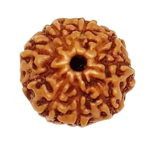 Image of Vado Certified 9 Mukhi Jawa Rudraksha with Authentic Lab Certificate Natural Indonesian Beads (9 Mukhi)