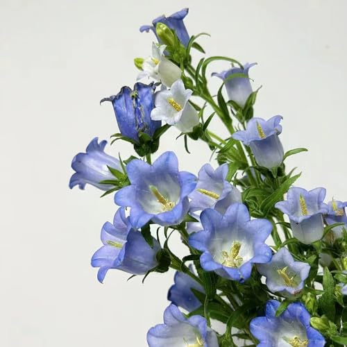 campanula - ufficio sempreverdi giardino balcone 300semi