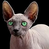 ZXXGA Peinture Numéro Adulte_Chat Sphinx Diamond Painting Kits_Cristal Strass Diamant Broderie De Peintures Idéal pour La Maison Mur Décor Cadeau 40x40cm