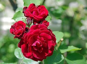 Kashmiri Gulab (Kashmir Rose) Flower Plant (B0CPW9BV6T) Amazon Price History, Amazon Price Tracker