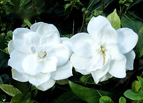 50+ Gardenia Jasminoides Jasmine Shrub Seeds Cape Jasmine Flower Perennial Garden Plant Bonsai #TOP4
