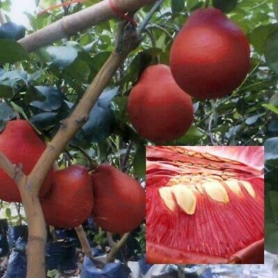 Online plant bazar Red Jambura Pomelo Gaint Chakotra Batabi Lebu Fruit (Air layered/Grafted) Live Plant (B0B4SBPBFP) Amazon Price History, Amazon Price Tracker