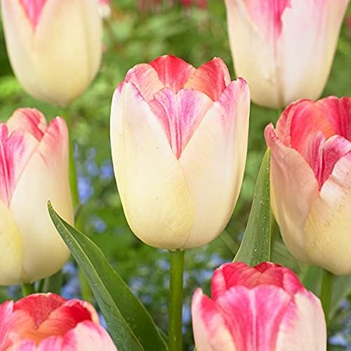 Amazon 国華園 チューリップ 球根 早期販売 サプリエロティック 6球 21年春商品 球根