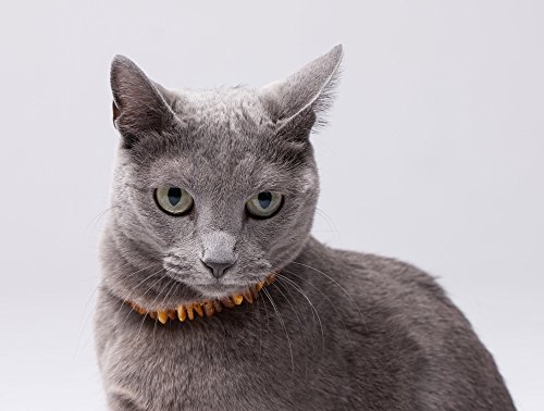 Bernsteinkette für Hunde & Katzen aus echt baltischem Bernstein – Wissen, was Ihr Haustier trägt - Handgefertigtes Haustierhalsband