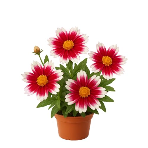 Easy to Grow Coreopsis Lil Bang Candy Stripes
