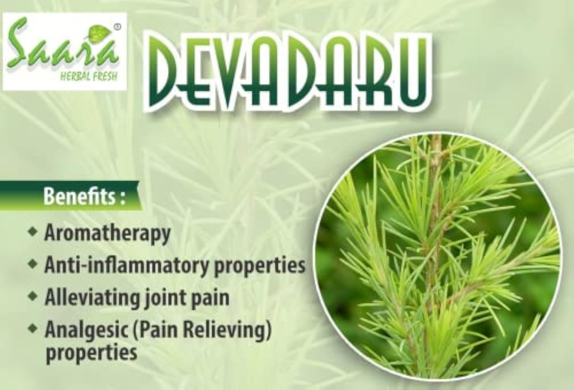 SAARA Deodar Wood Powder Cedrus Deodara 100g