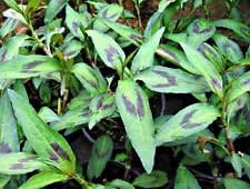 Vietnamese Coriander Plant - rau ram - daun kesom - 4" Pot