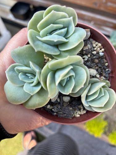 多肉植物 ラブリーローズ」の人気商品一覧 | 安い商品を通販サイトから