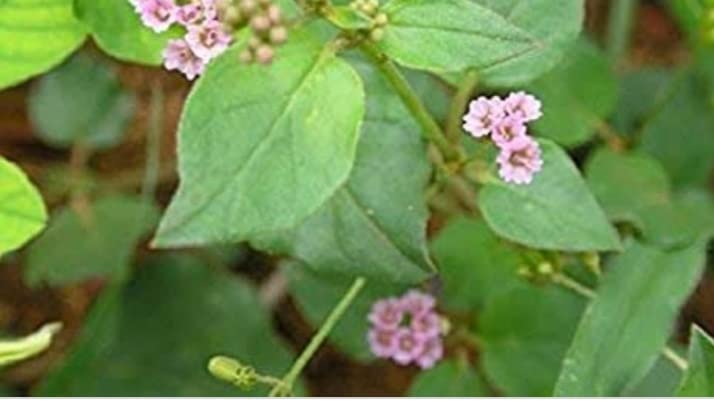 Mookirattai dry leaves 50g | Punarnava dry leaves| Boerhavia diffusa | Saranai Keerai dry leaf