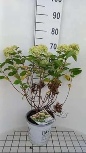 Hydrangea paniculata 'Little Lime' (Jane) - Hortensia paniculé 'Little Lime', Hortensia paniculé 'Jane' 40-50 cm en pot