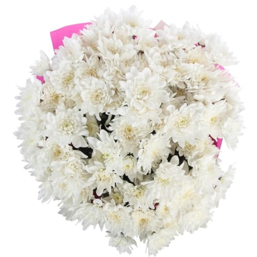 Ramo de Margaritas Blancas Naturales con 100 Flores de Color Puro y Elegante Chrysanthemum