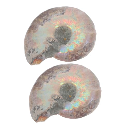 JECOMPRIS 2pcs Specimen Models Adornment Models for Sliced Ammonite Model Ammonite Models for Gifts Models for Fun Models Ornament Fun Ammonite Models Educational Specimen