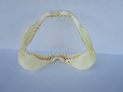 12 Inch Mako Shark Jaw #TOP1