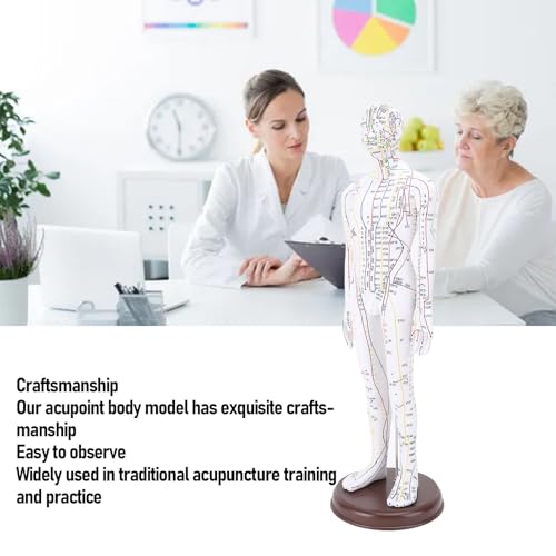 Modèle d'acupuncture humain avec méridiens gravés 52 cm - 5