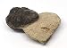 Reedops Trilobite Fossil Morocco 390 Million Years Old #15213 7o
