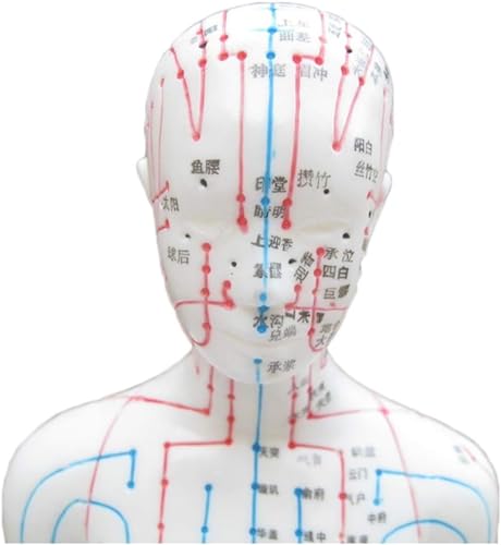 Modèle d'acupuncture femme haute définition pour l'étude de la médecine chinoise