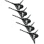 Black-5 Pack