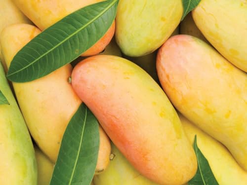 Image of Premium Carabao Mango Plant Grafted For Bountiful Fruits In Your Garden 2 Feet Height Philippine Variety Healthy Live Plant (Hybrid, Pack Of 1) PB 39