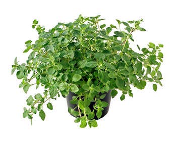 Indica Super Agri Green Oregano Herb Seeds (B01EP4XUHQ) Amazon Price History, Amazon Price Tracker