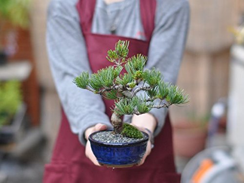 盆栽　五葉松　樹高20cm Amazon | 盆栽妙 風格ある五葉松 松の盆栽 幅22cm×樹高27cm | 盆栽